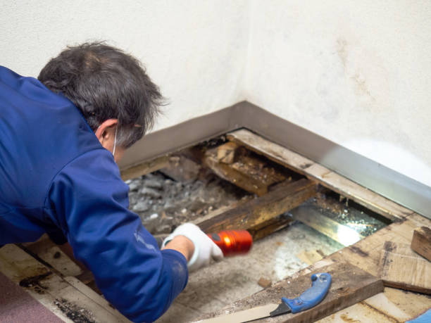 Professional Mold Removal in Trenton, IL