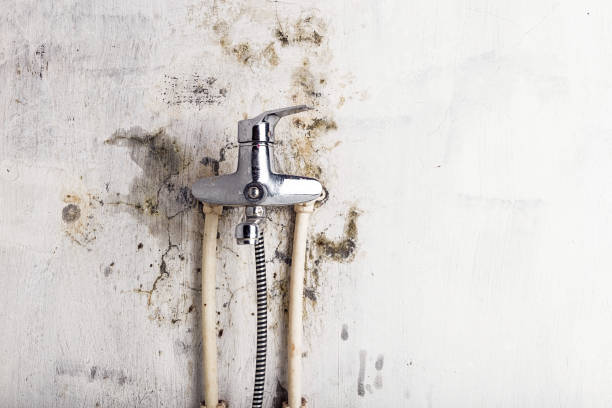 Best Mold Removal Near Me  in Trenton, IL