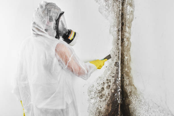 Best Residential Mold Removal  in Trenton, IL