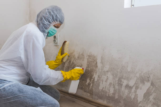 Best Local Mold Removal Service  in Trenton, IL