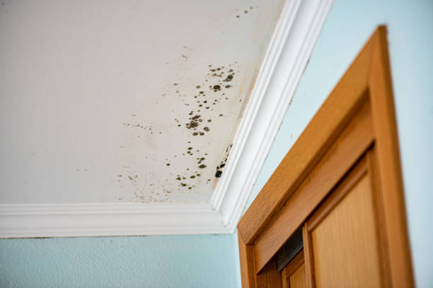 Office Mold Removal Services in Trenton, IL