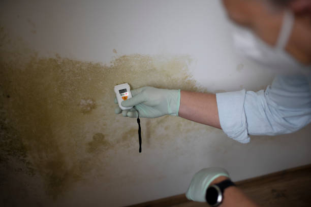 Certified Mold Removal in Trenton, IL