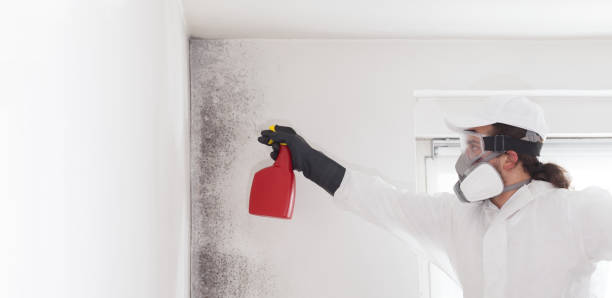 Best Professional Mold Removal  in Trenton, IL