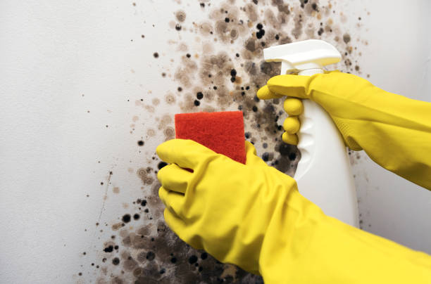 Best Home Mold Removal  in Trenton, IL