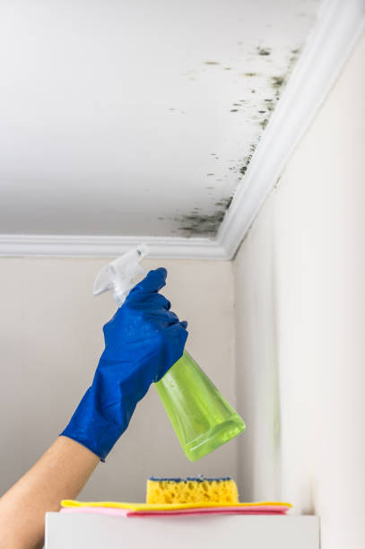 Best Local Mold Removal Service  in Trenton, IL